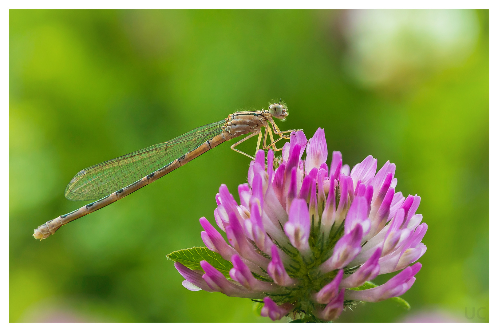 Kleinlibelle