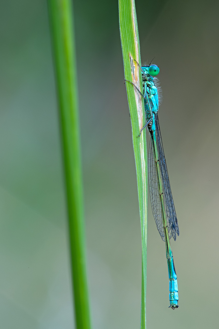 Kleinlibelle