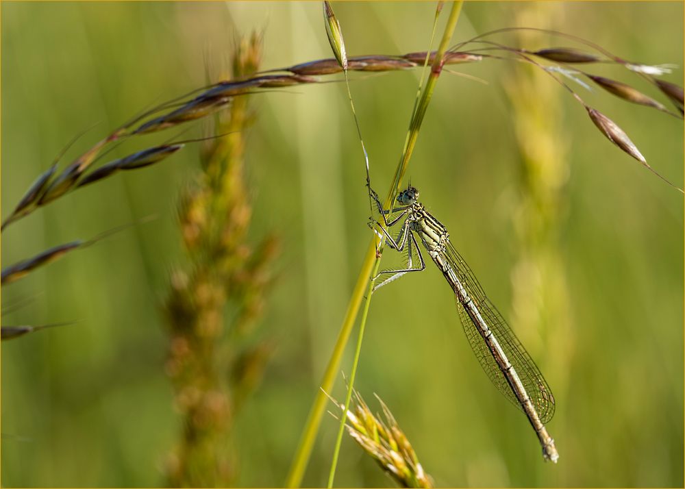 Kleinlibelle