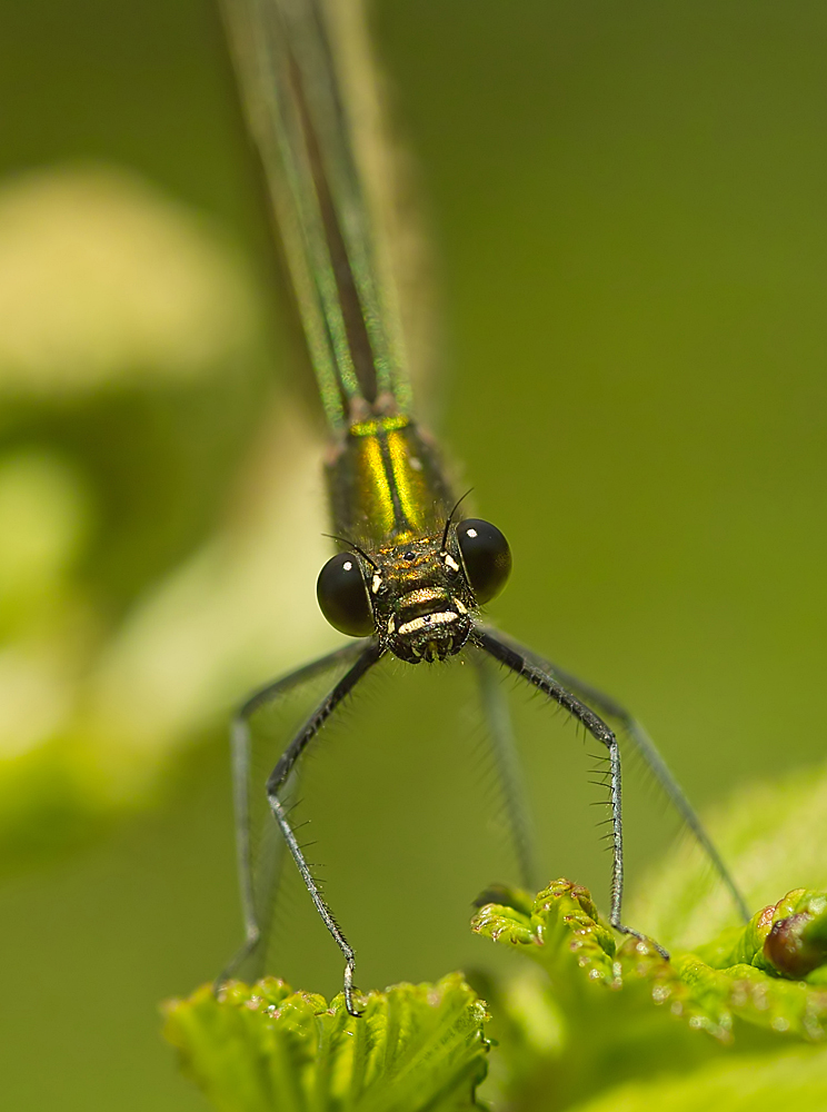 Kleinlibelle