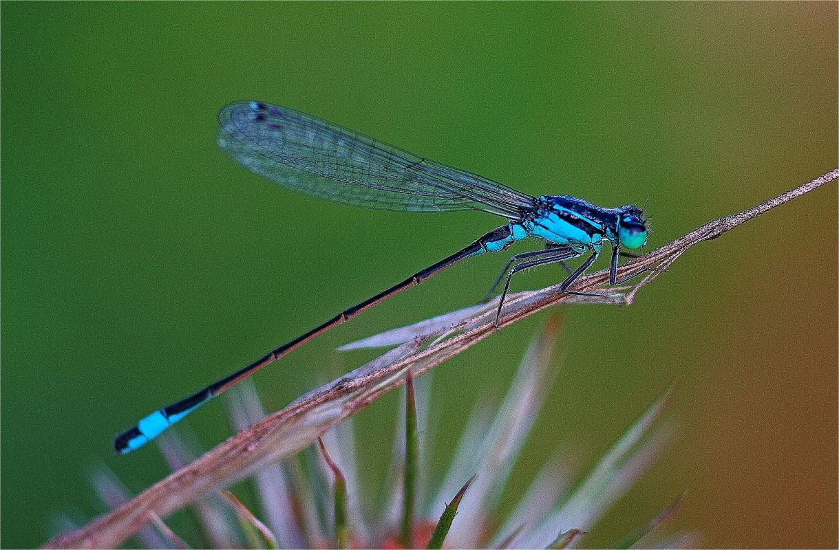 Kleinlibelle.....!