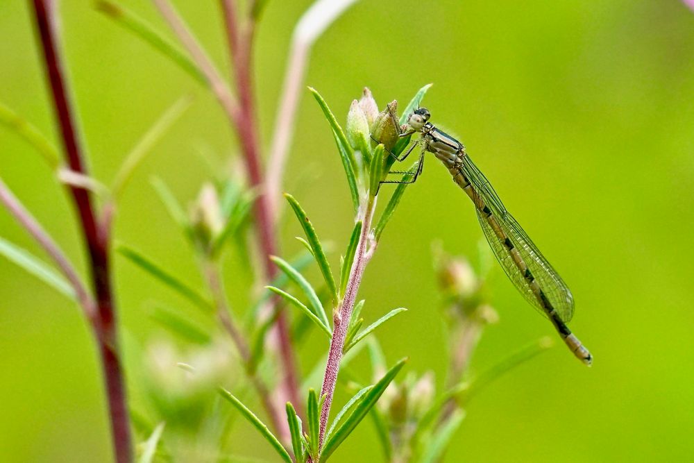 Kleinlibelle