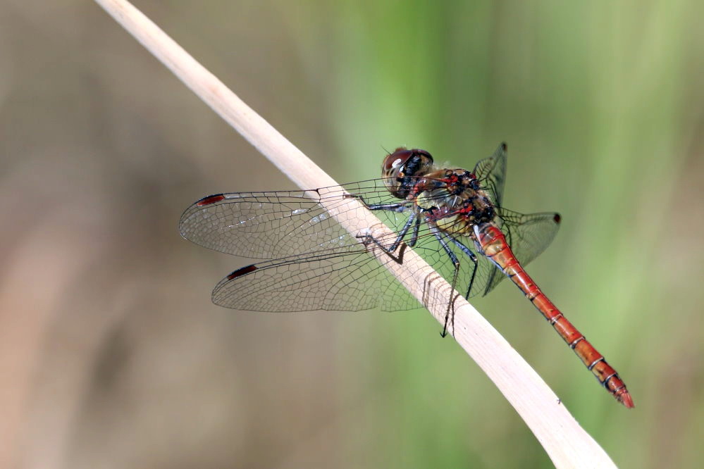 Kleinlibelle