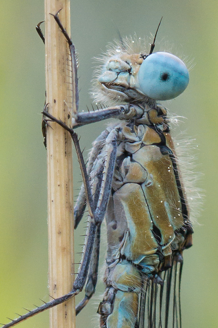 Kleinlibelle, aber welche?