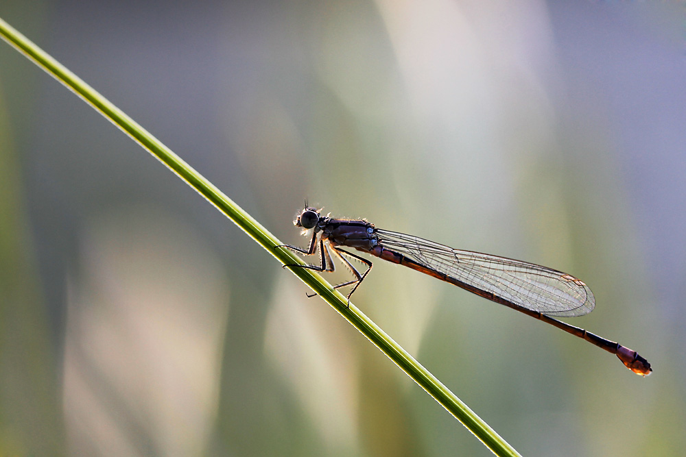 Kleinlibelle als "Lichtgestalt"