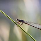 Kleinlibelle als "Lichtgestalt"