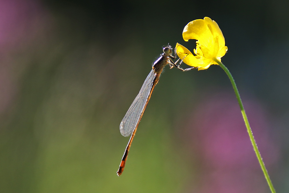 Kleinlibelle am scharfen Hahnenfuss