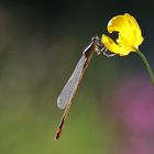 Kleinlibelle am scharfen Hahnenfuss