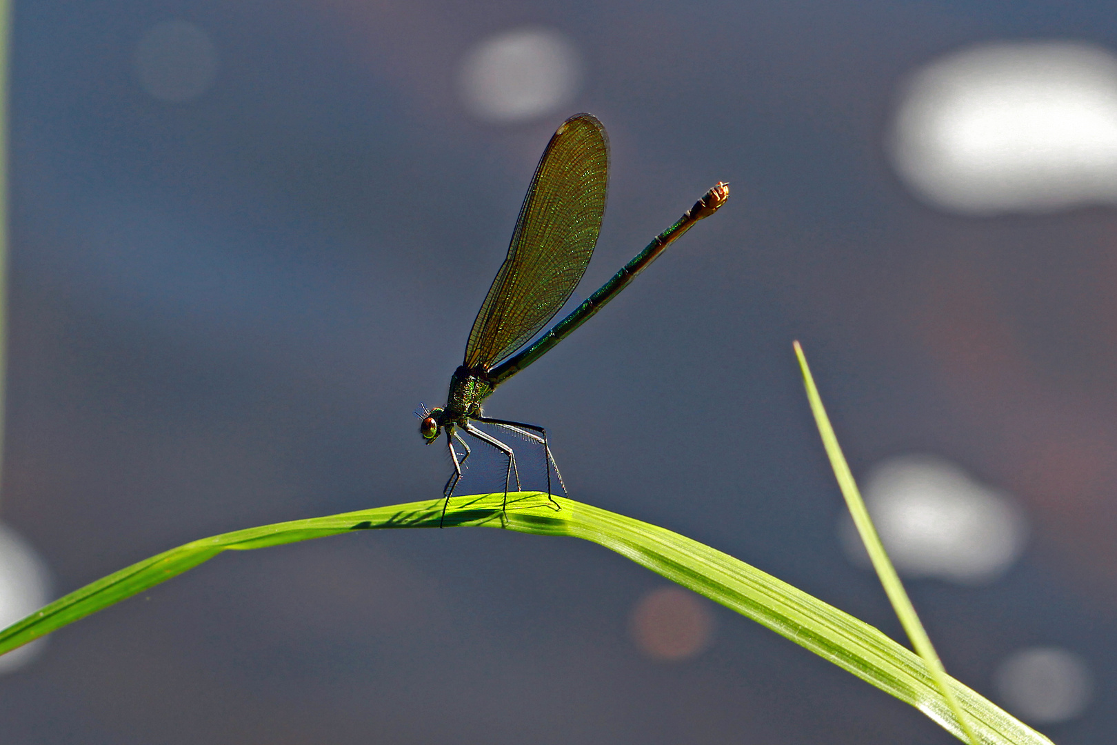 Kleinlibelle an der Ilz