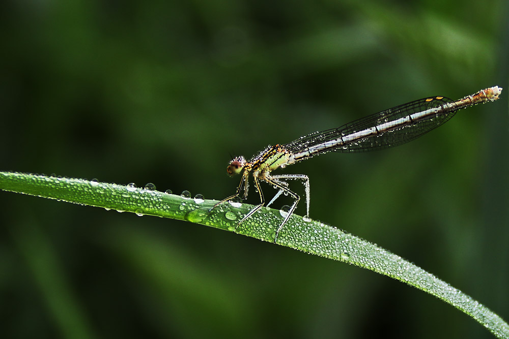 Kleinlibelle an der "Tautropfen-Grasbrücke"