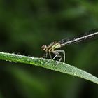 Kleinlibelle an der "Tautropfen-Grasbrücke"