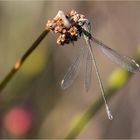 Kleinlibelle auf einem alten Binsengras-Blütenkopf  .....