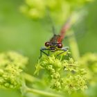 Kleinlibelle auf Frauenmantelblüte2