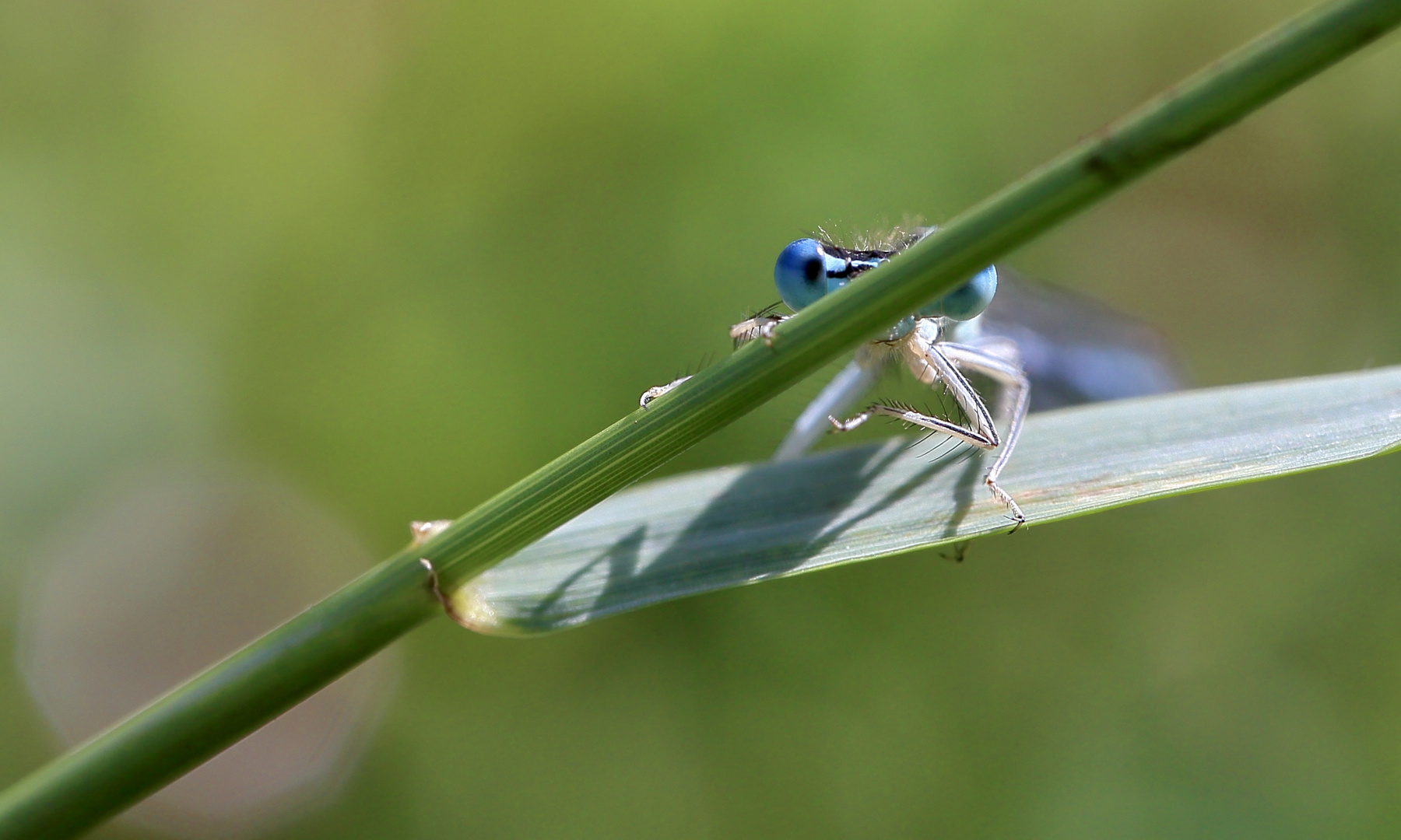 Kleinlibelle Auge2 2020