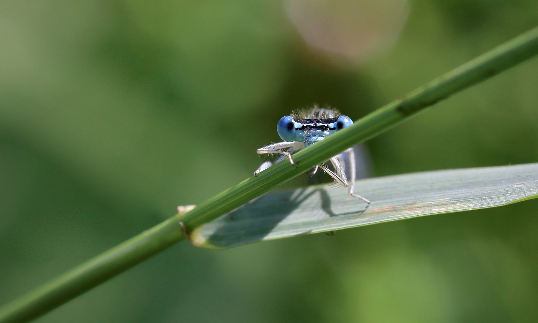 Kleinlibelle Augen 1 2020