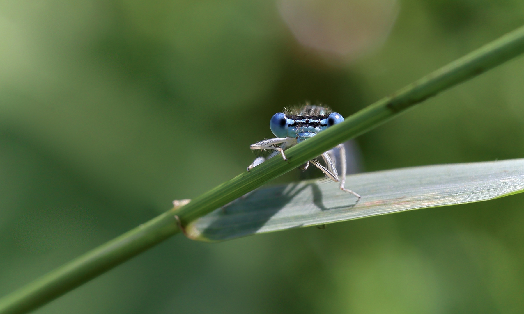 Kleinlibelle Augen 1 2020