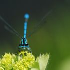 Kleinlibelle-Azurjungfer