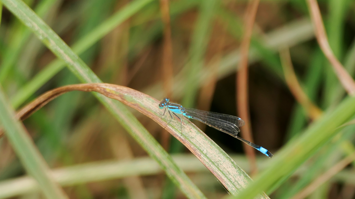 Kleinlibelle