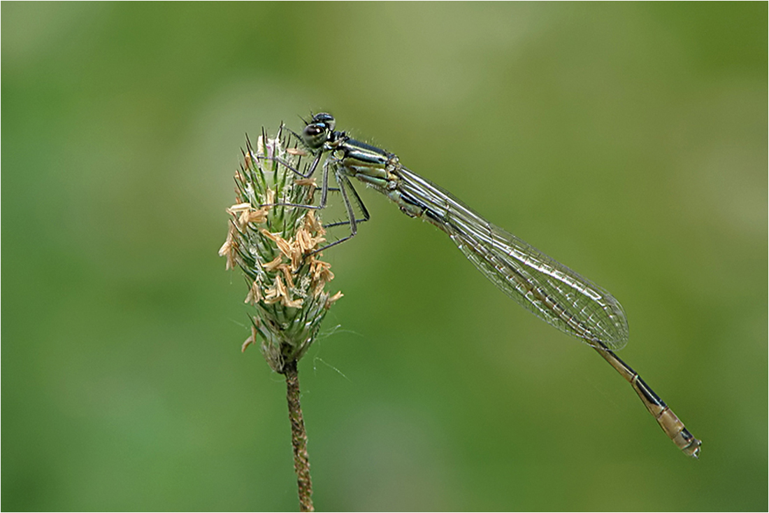  Kleinlibelle...