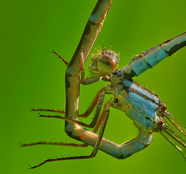 Kleinlibelle bei der Paarung