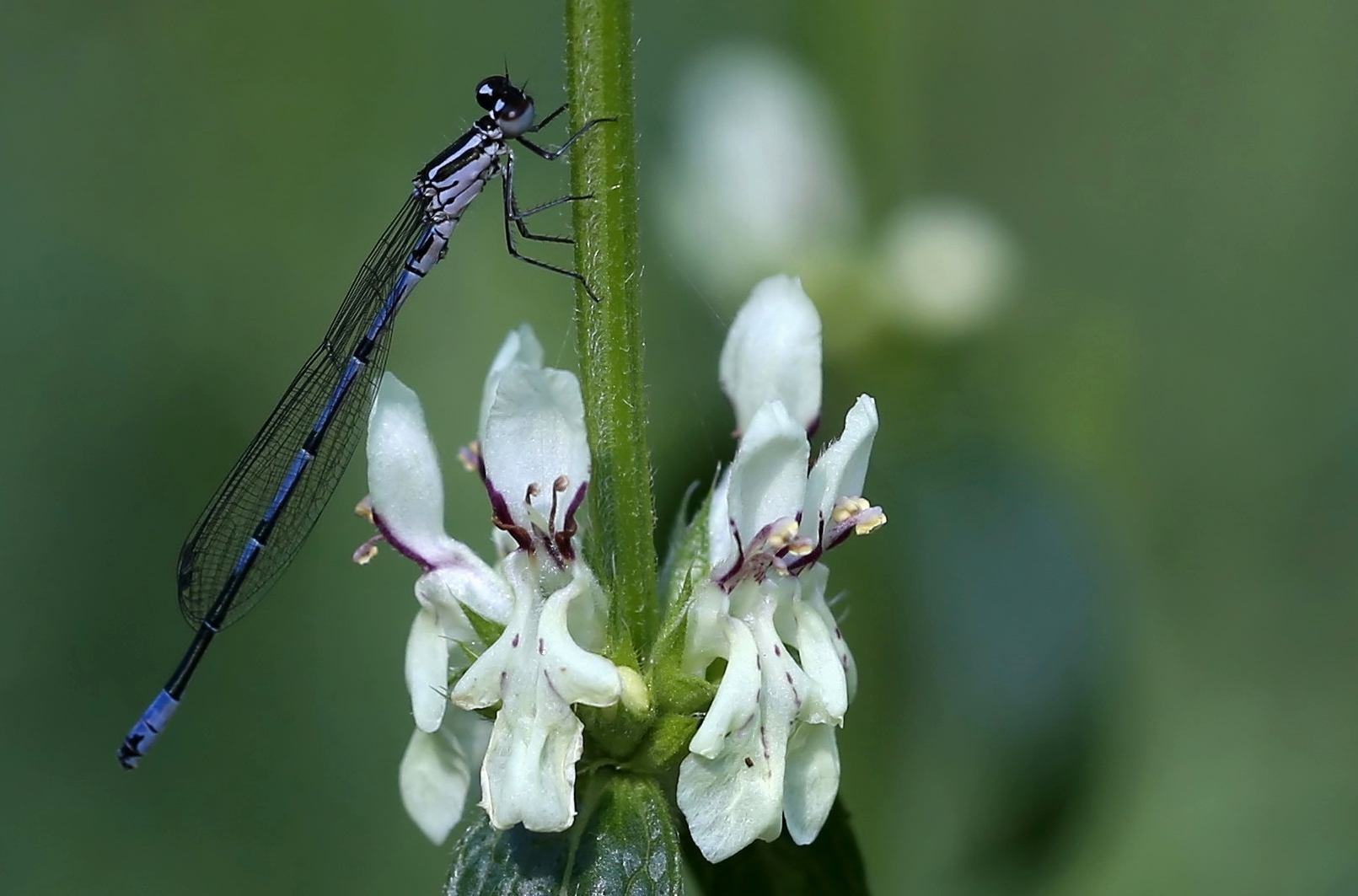 Kleinlibelle