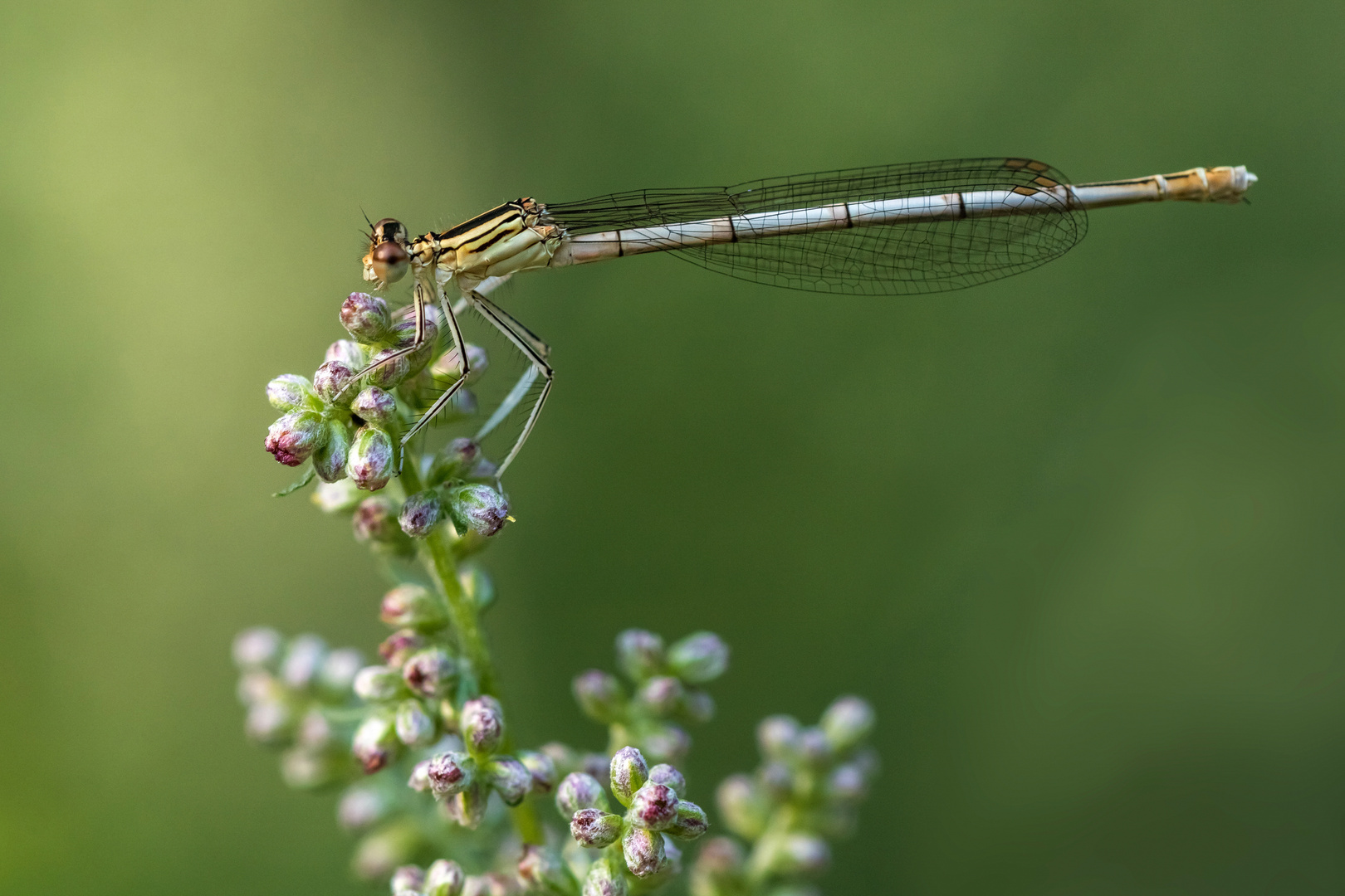 Kleinlibelle