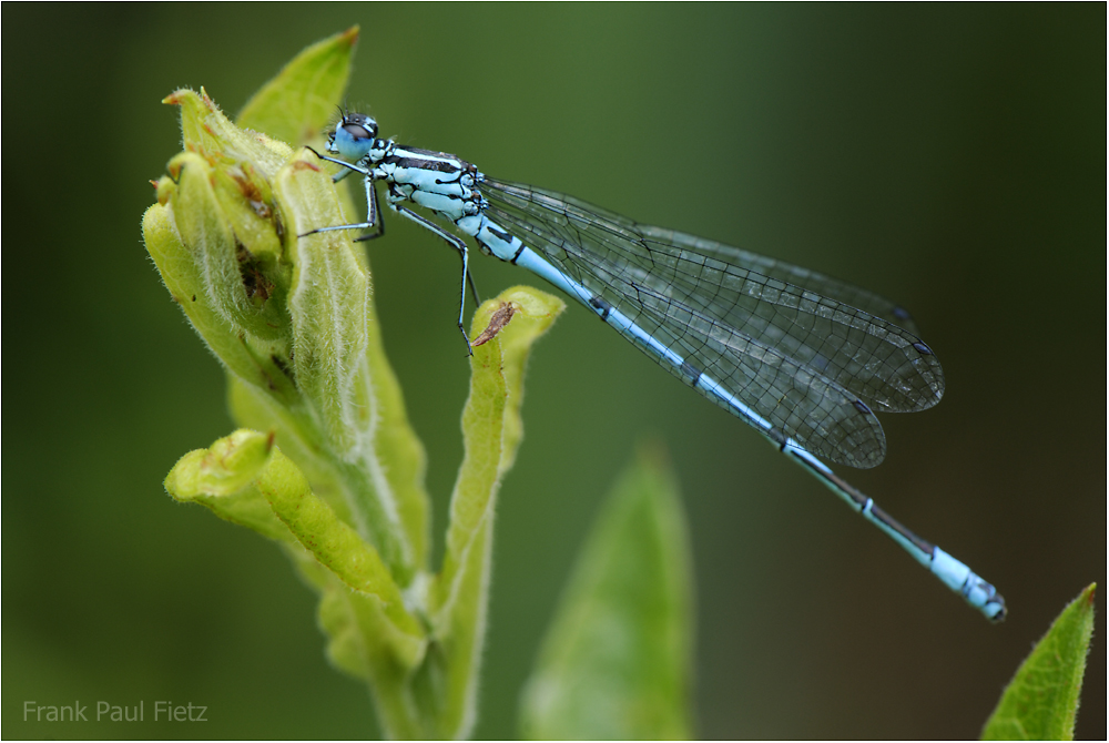 Kleinlibelle