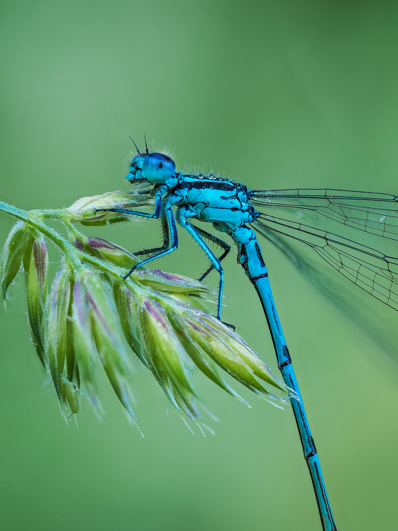 Kleinlibelle / Damselfly