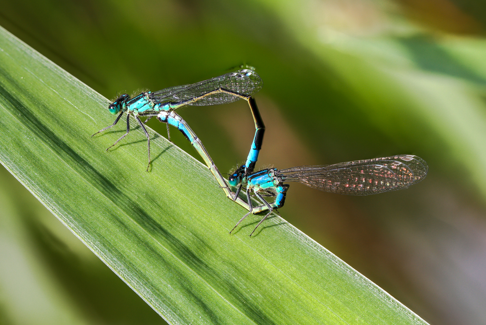 kleinlibelle