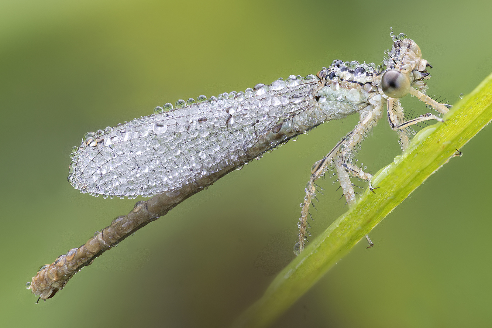 Kleinlibelle