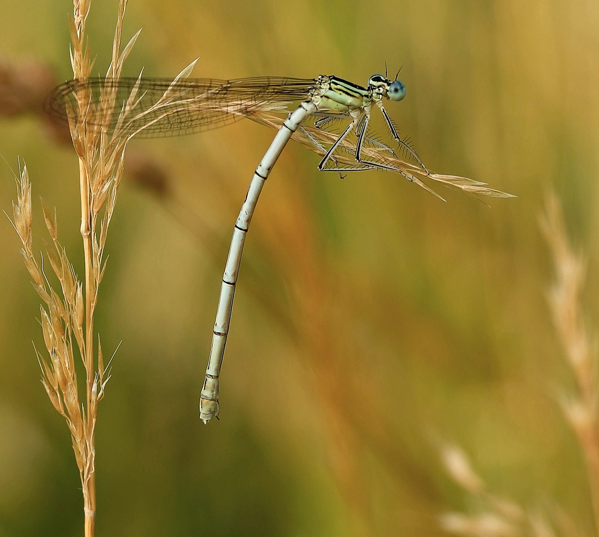 Kleinlibelle