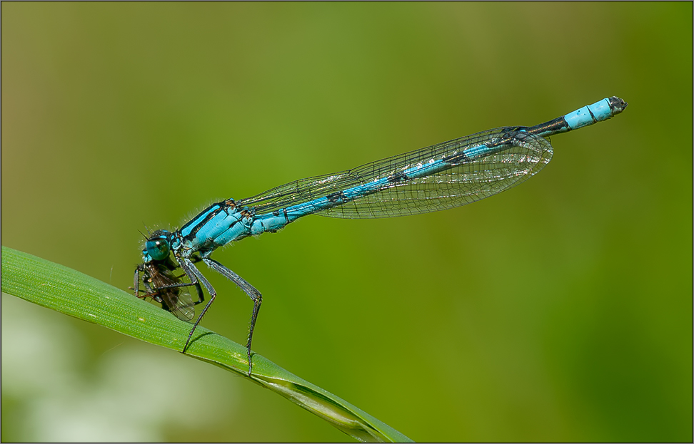 kleinlibelle frisst noch kleinere fliege