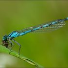 kleinlibelle frisst noch kleinere fliege