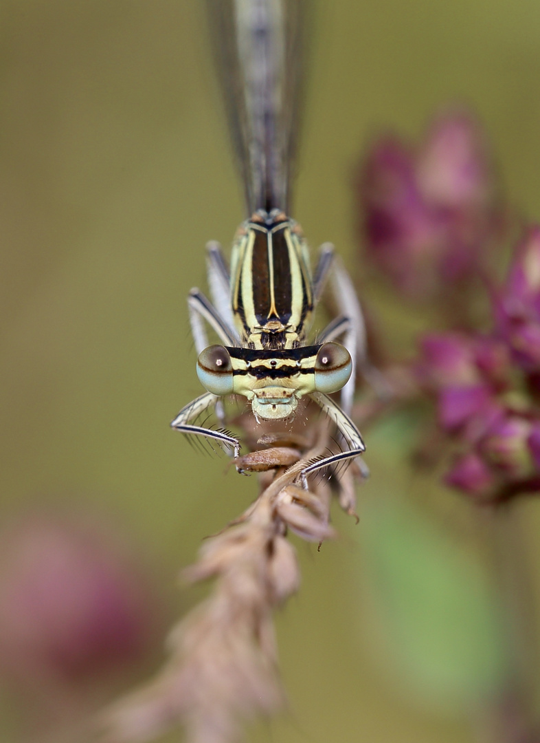 Kleinlibelle frontal25 2020