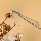 Kleinlibelle im Abendlicht