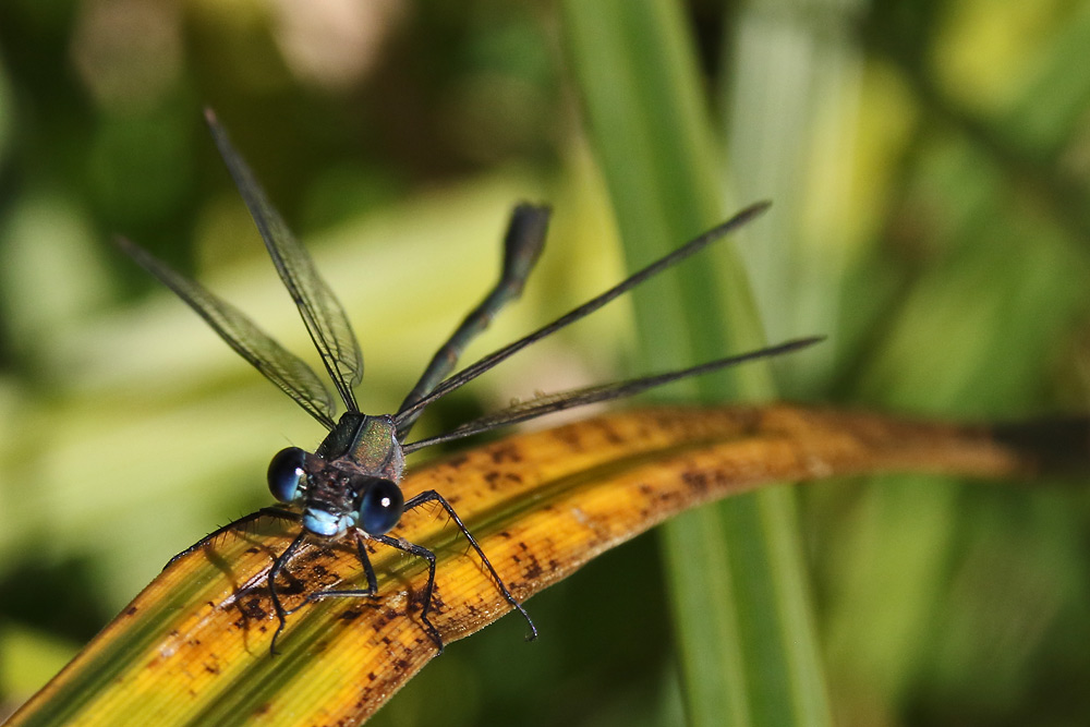 Kleinlibelle im Ansitz