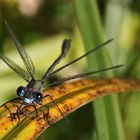 Kleinlibelle im Ansitz