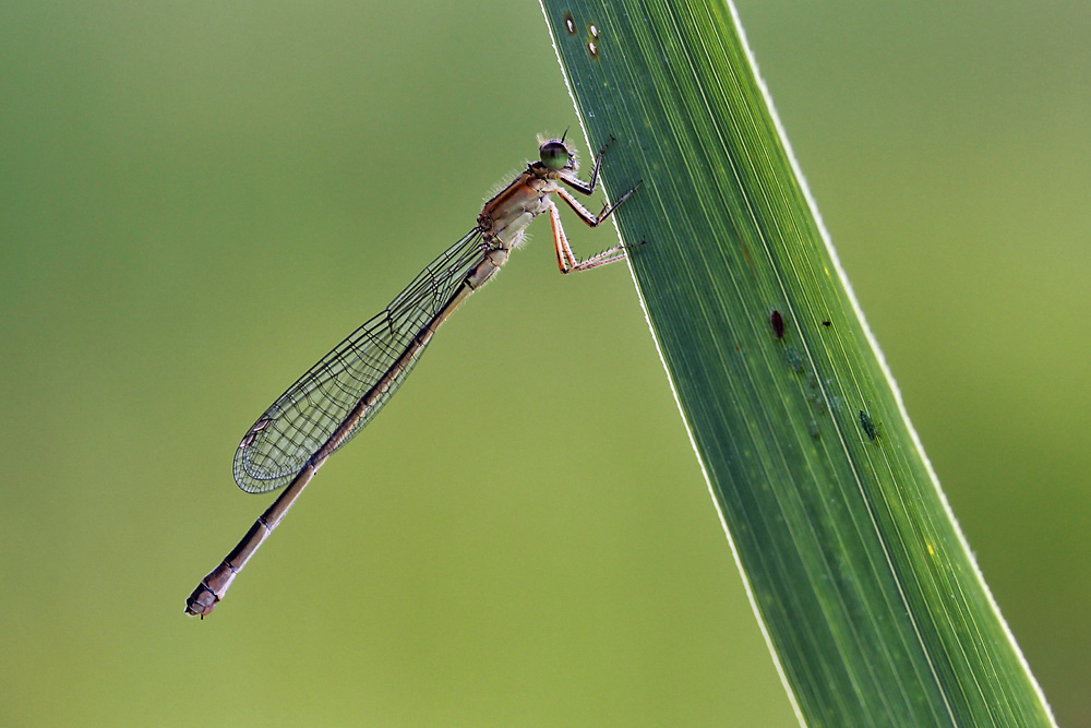 Kleinlibelle im Ansitz