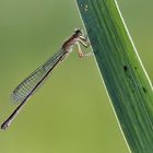 Kleinlibelle im Ansitz