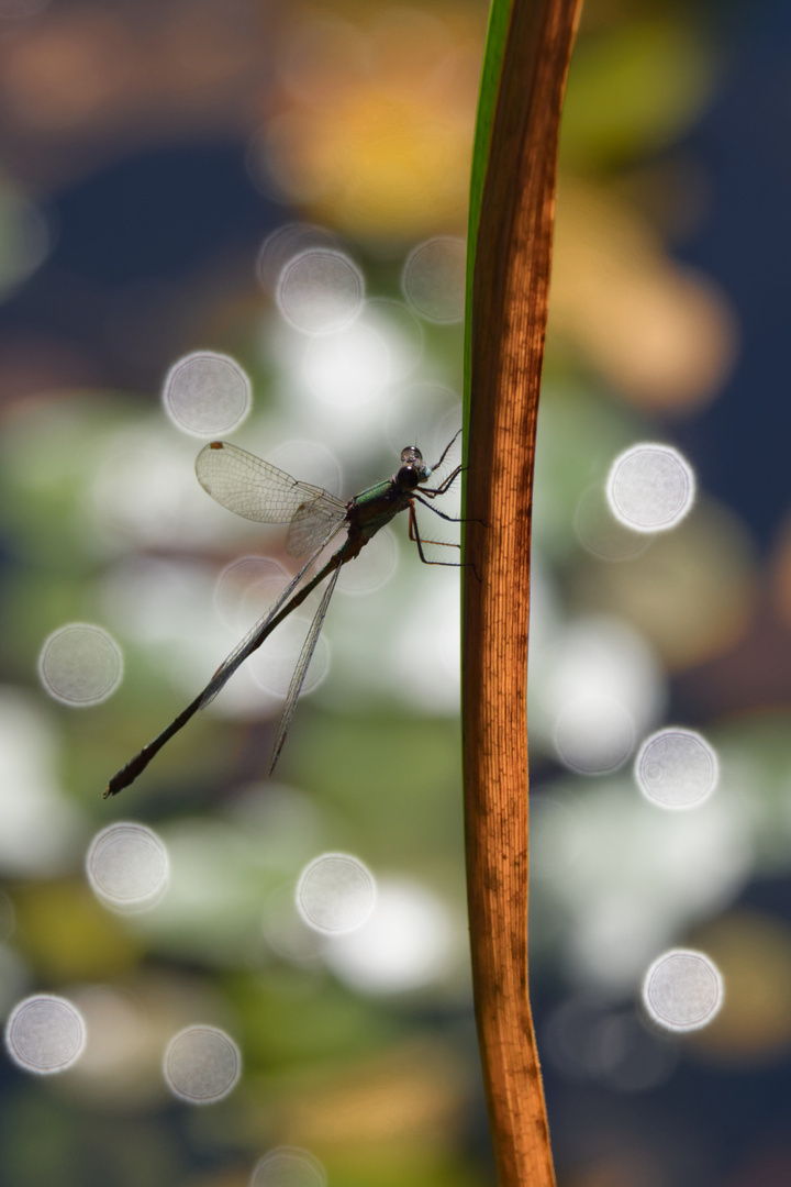 Kleinlibelle im Gegenlicht 170831