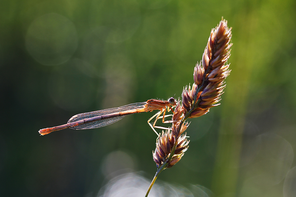 Kleinlibelle im Gegenlicht