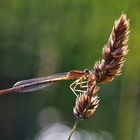 Kleinlibelle im Gegenlicht