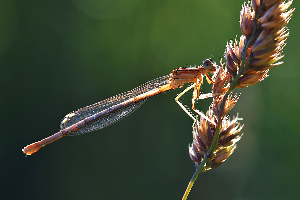 Kleinlibelle im Gegenlicht