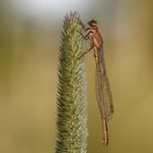 Kleinlibelle im Morgentau