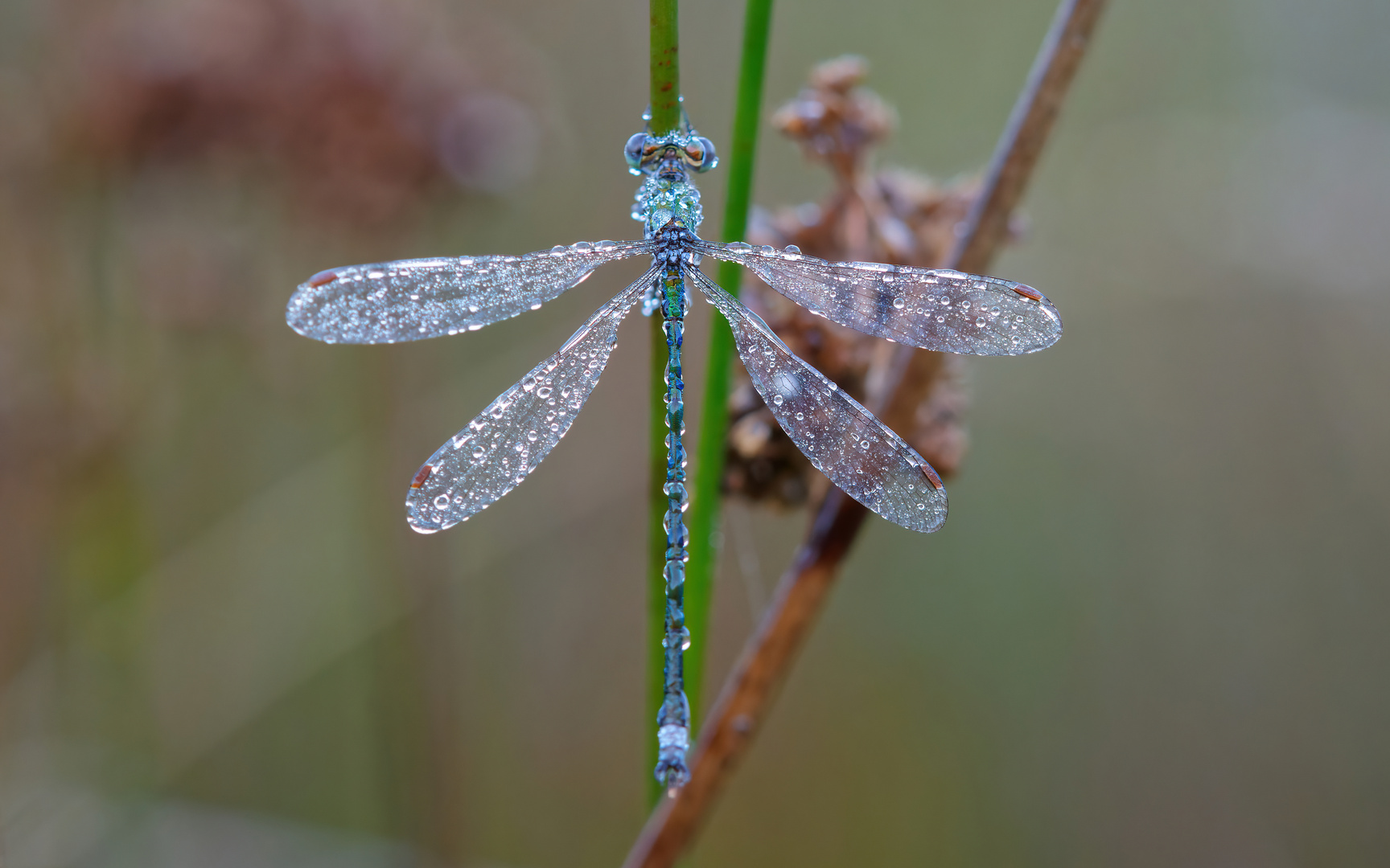 Kleinlibelle im Perlenkleid 