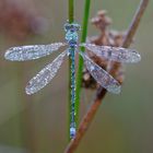 Kleinlibelle im Perlenkleid 