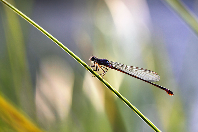 Kleinlibelle im schönsten Licht