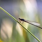 Kleinlibelle im schönsten Licht