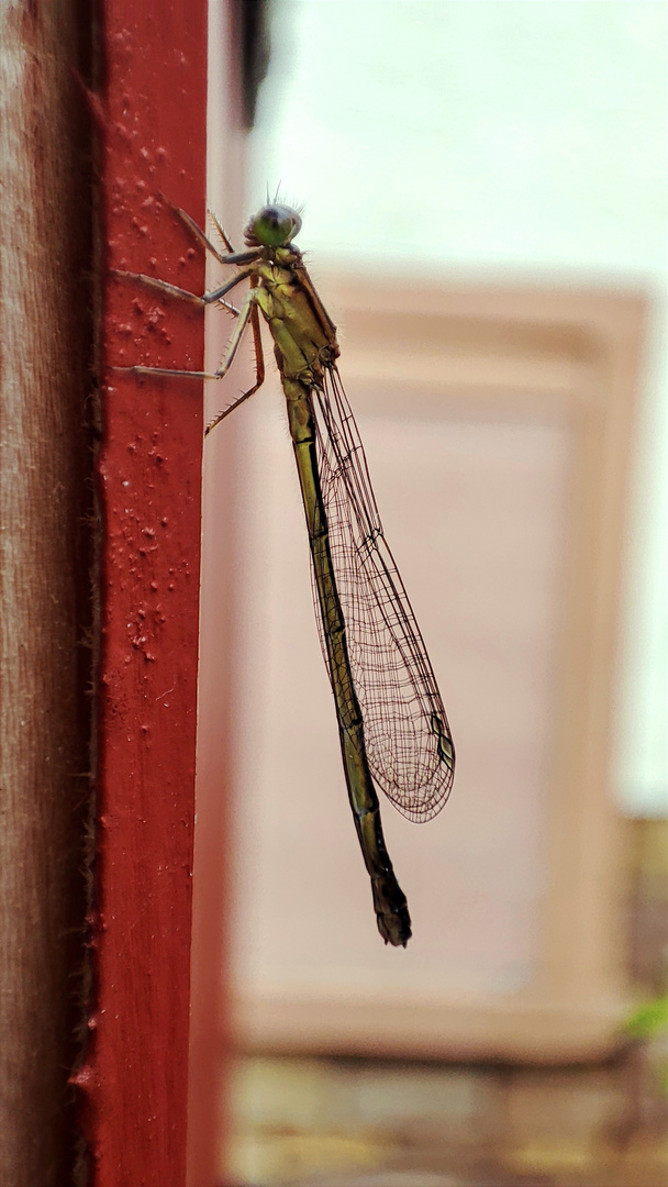 Kleinlibelle/ Jungfer