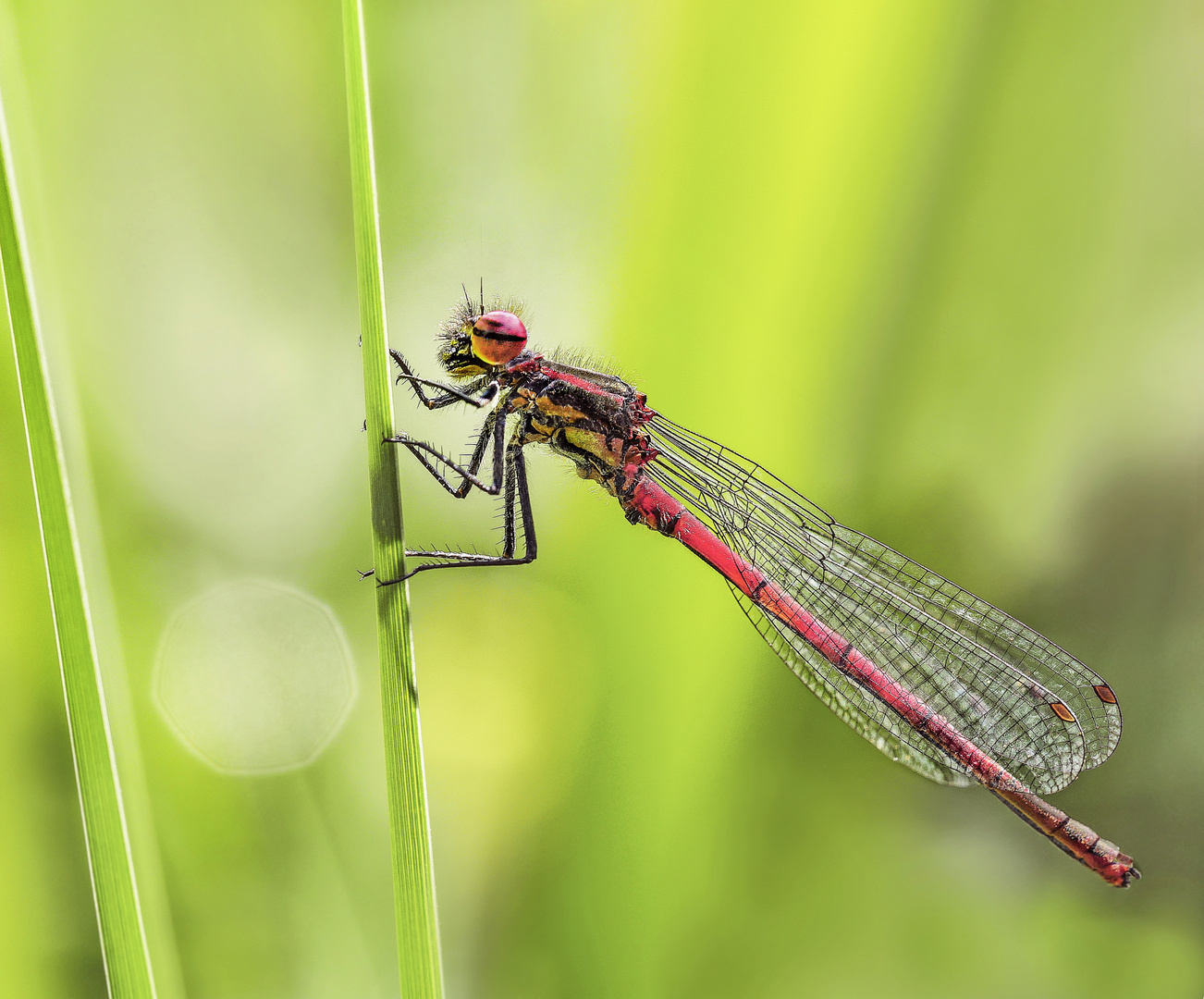 Kleinlibelle - Libelle